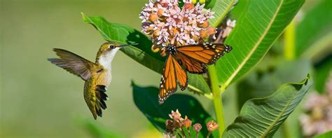 Colorado Mountain Gardener: What are Pollinators and why do we need them? by Ed Powers