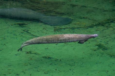 Blue Springs State Park Manatees. Stock Image - Image of outdoors, protected: 206221159