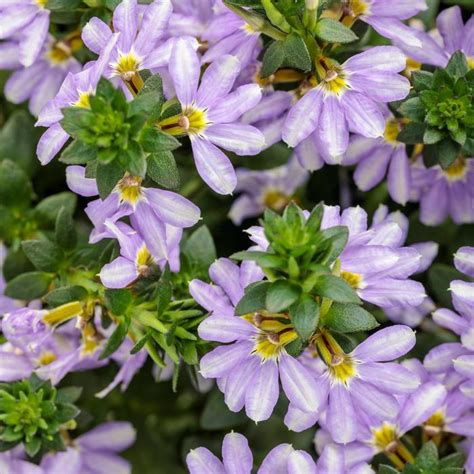 Scaevola aemula Fan Flower from King's Greenhouse