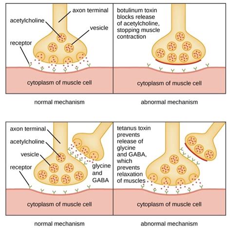 [Solved] Using the diagrams below explain how the tetanus and botulinum ...