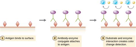 EIAs and ELISAs | Microbiology