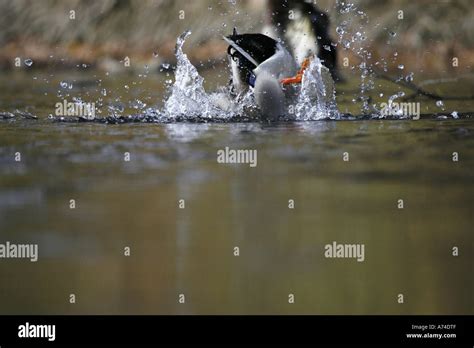 Splashing duck Stock Photo, Royalty Free Image: 6697550 - Alamy