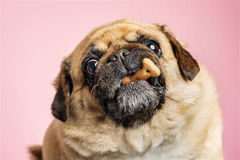 5 Dangers of Obesity in Dogs | Pet Wellbeing