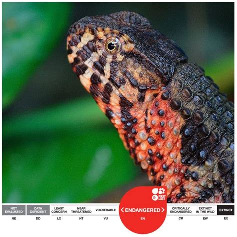 Chinese Crocodile Lizard - (EN) | Endangered, Lizard, Extinction