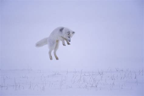 Arctic Fox Facts (Vulpes lagopus)