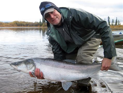 Sheefish caught on the Selawik River | FWS.gov