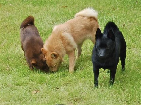 Sunrise Schipperke in Florida | Schipperke puppies | Good Dog