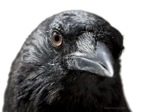 Crow in rehab care. Adult crows appear to have almost black eyes ...