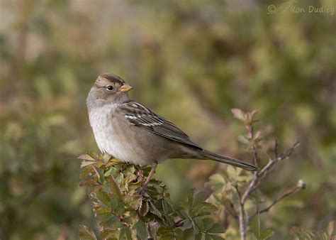 Juvenile White-crowned Sparrow In An Appealing Setting – Feathered Photography