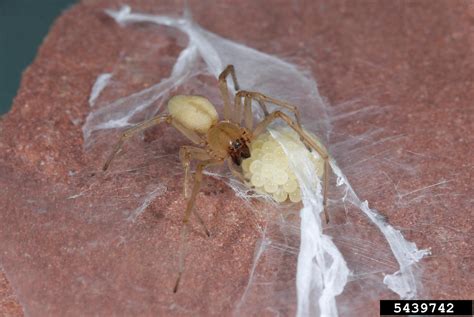 yellow sac spider (Cheiracanthium inclusum)