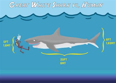 What Are the Biggest Great White Sharks Ever Recorded? - Owlcation