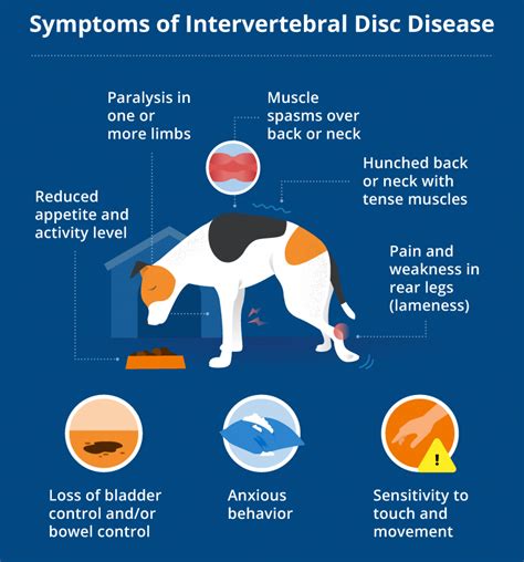 Intervertebral Disc Disease (IVDD) in Dogs | Canna-Pet