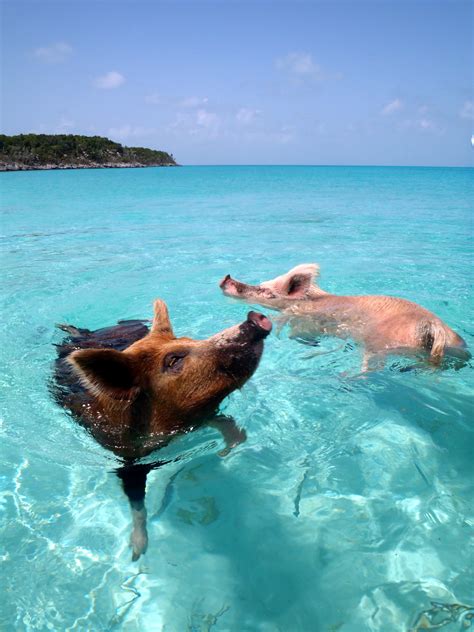 File:Vorobek Bahamas - swimming pigs.jpg - Wikipedia