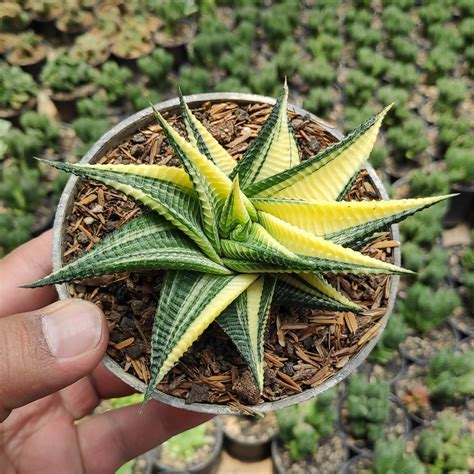 Haworthia Limifolia Variegated