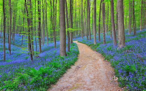 Bluebells in Halle's Forest, Belgium [1920x1200](OceanCorbis) | Beautiful forest, Forest ...