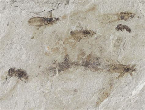 Fossil Beetle And Fly Cluster - Green River Formation, Utah (#109200) For Sale - FossilEra.com