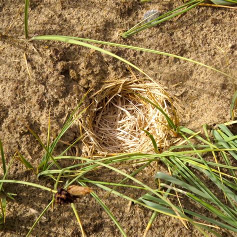 Horned Lark: The Crazy Bird and its Crazy Nest