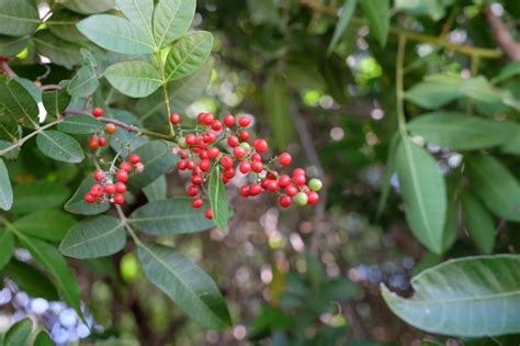 Broad-leaved pepper tree – Biocontrol of priority environmental weeds in NSW