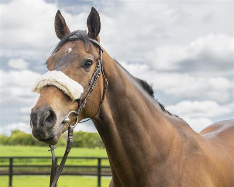 Ask Christine: FAQS About OTTBs | HORSE NATION