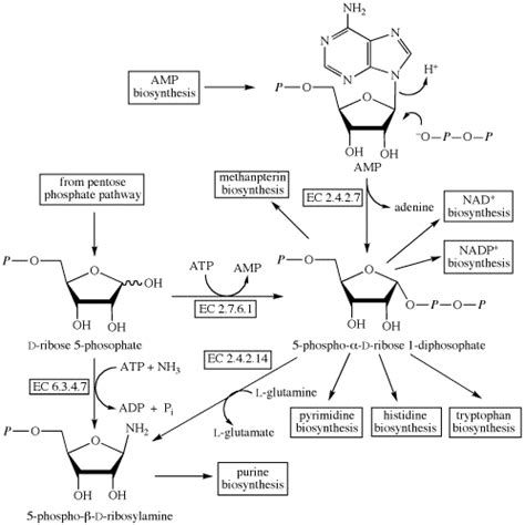 ribose activation