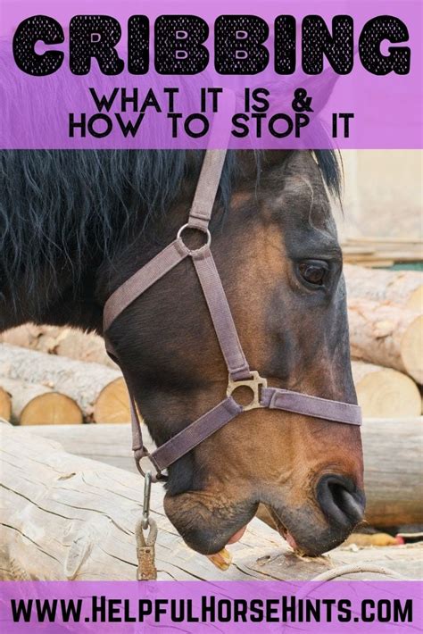 Cribbing in Horses: What It Is and How to Stop It - Helpful Horse Hints