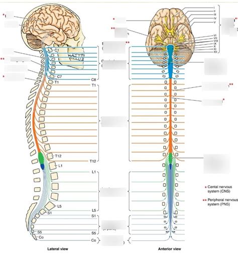 general structures brain and spinal cord Diagram | Quizlet