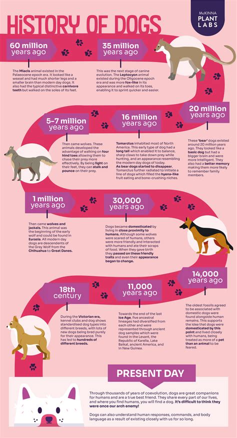 Evolution Of Dog Timeline