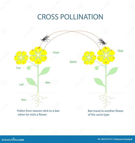 Cross-pollination Using An Animal Of Pollinator. Butterfly And Anatomy ...