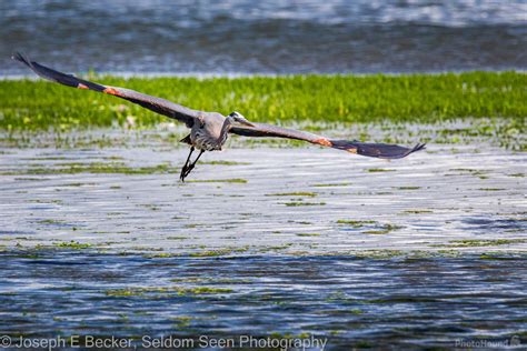 Image of Dosewallips State Park - Wildlife | 1029641