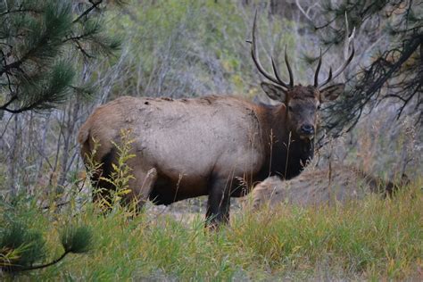 Free stock photo of elk, Estes Park, wildlife