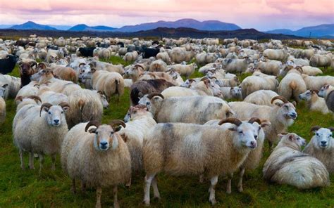 Just Back: sheep herding mayhem in Iceland - Telegraph