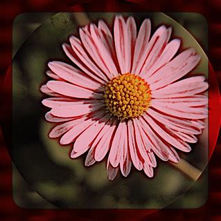 Flower art | An artists impression of the flower. blog.harde… | Flickr