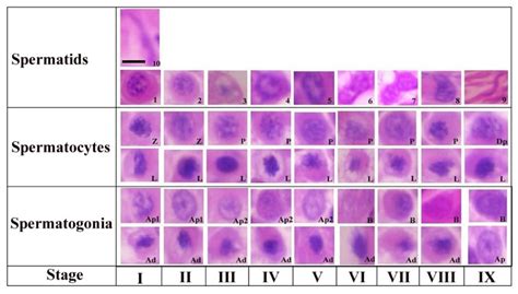 Animals | Free Full-Text | Spermiogenesis, Stages of Seminiferous Epithelium and Variations in ...