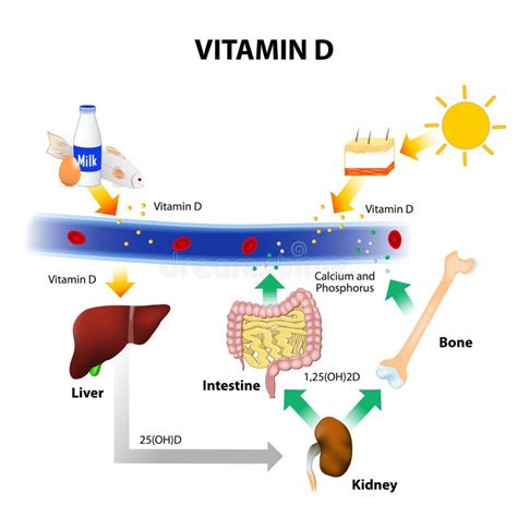 Schematic Diagram Of Vitamin D Metabolism Stock Image - Image of human, absorption: 64187667