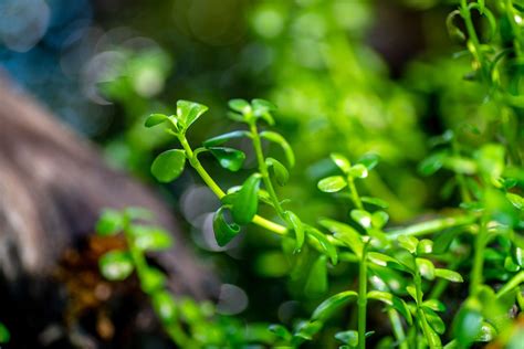 How to Grow and Care for Water Hyssop