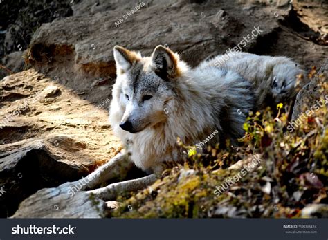 337 Himalayan Wolf Images, Stock Photos & Vectors | Shutterstock