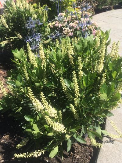 Clethra alnifolia 'Sixteen Candles' from NVK Nurseries