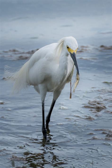 Egret Symbolism & Meaning (+Totem, Spirit & Omens) | World Birds