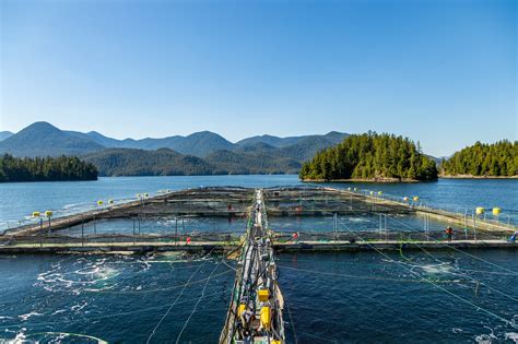 Cautious approval for transition from open-net salmon farming - Northern Beat