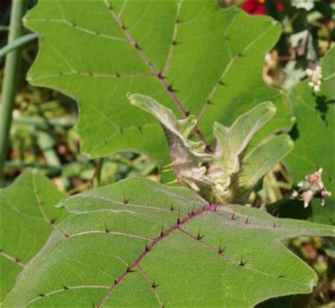 Solanum quitoense | Naranjilla| plant lust