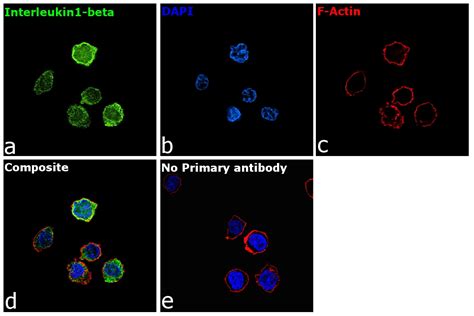 IL-1 beta Antibody (710270)