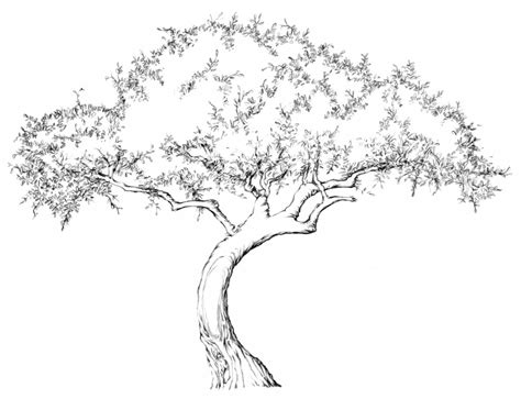 Drawing Lesson: Tree | The Scribbles Institute