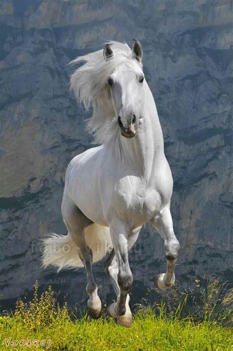 White Andalusian horse- The Andalusian also called the pure Spanish horse was developed in 14th ...