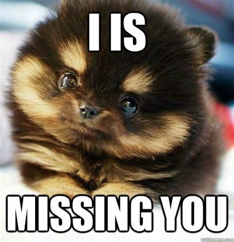 missing your girlfriend meme - Google Search | Cute animals, Cute baby ...