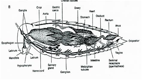 nternal anatomy of grasshopper | Download Scientific Diagram