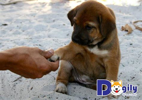 Những hình ảnh chó Phú Quốc đẹp nhất bạn không thể bỏ lỡ - Blog yêu chó cảnh-Giao lưu chia sẻ ...
