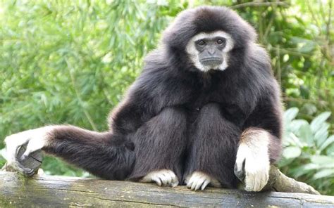 Gibbon