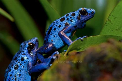 Podrevnice Dendrobates tinctorius Azureus