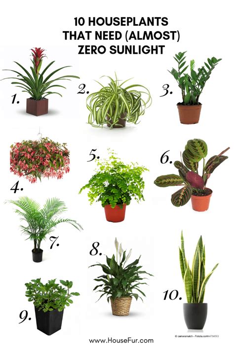 Shade Indoor Plants - Plants Photo