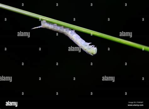 Moth larvae live on wild plants in North China Stock Photo - Alamy